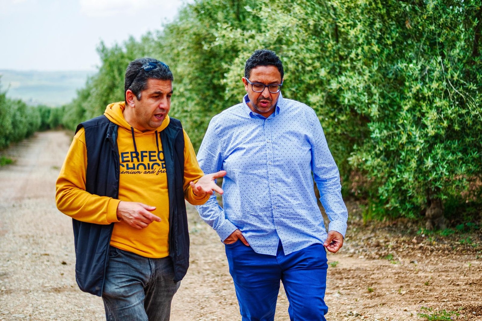 About Us - Tradition & Technology - Olive Oil Season