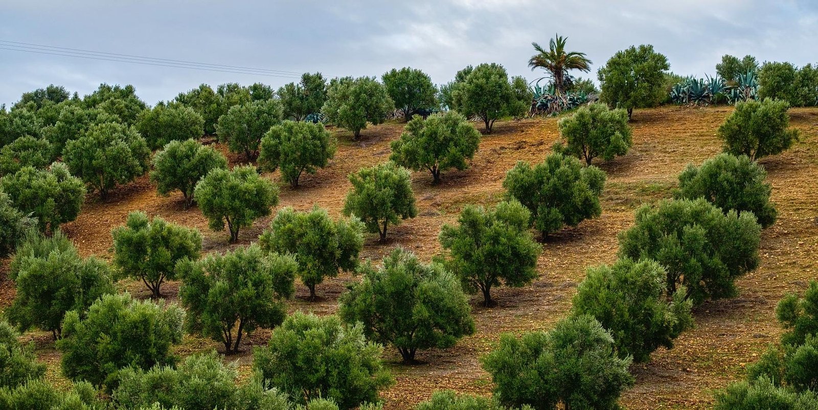 Olivenöl, Kochen und Gesundheit - Die Ratgeber - Olive Oil Season