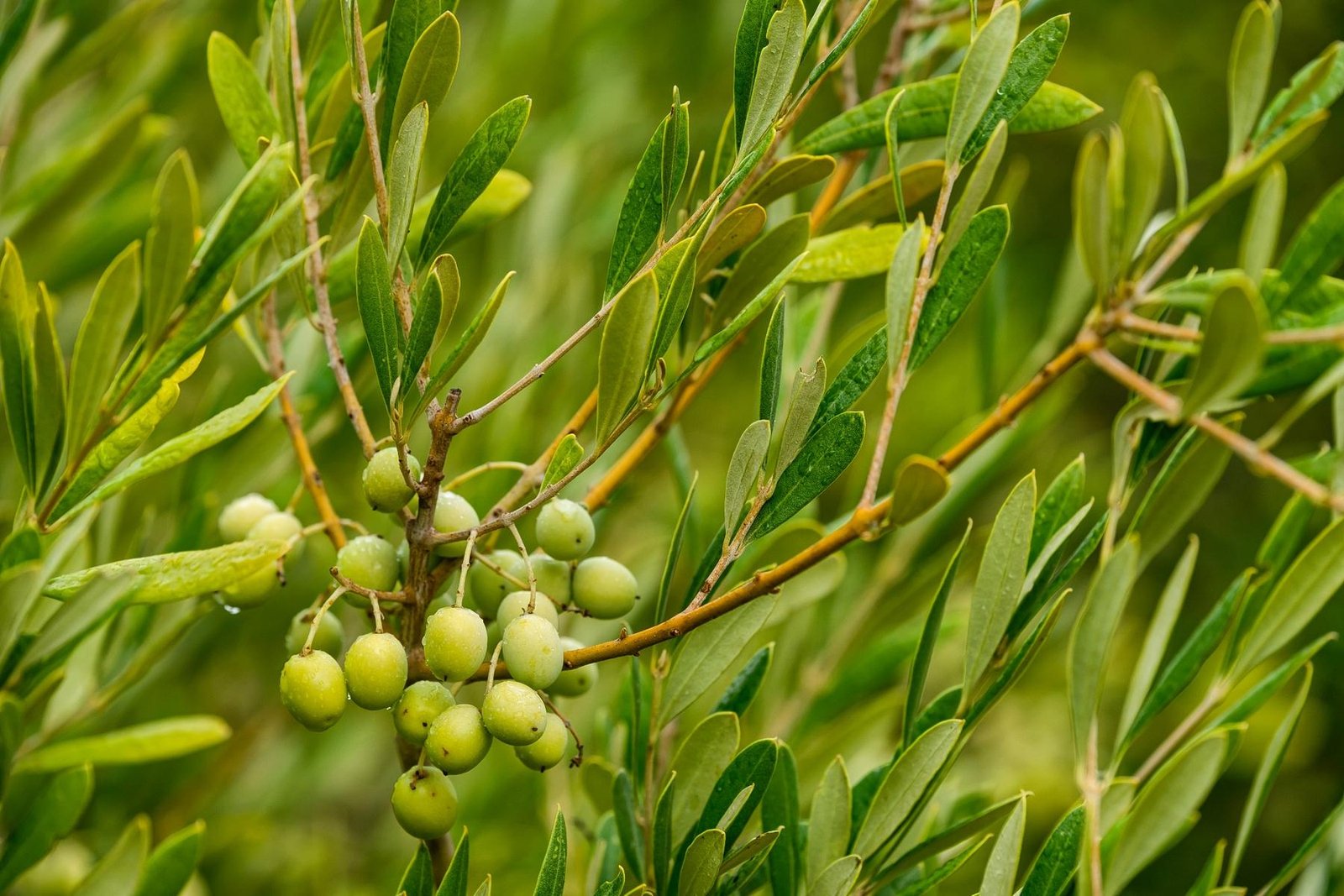 All our awards - Olive Oil Season